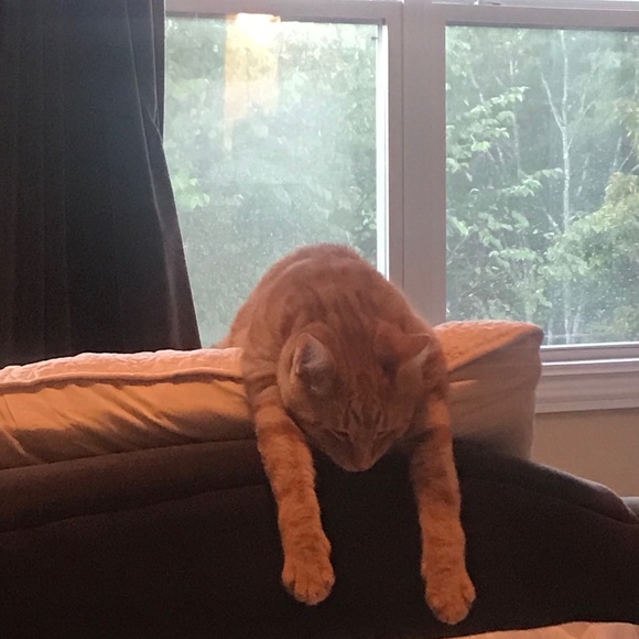 Meet your Posher, Chris - Picture 3 of 6